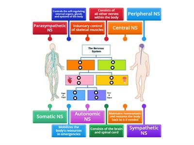 Subdivisions & Functions of the Nervous System (Place name above function in each box.)