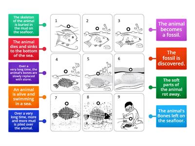 Fossil Sequence - Labelled Diagram Third Grade