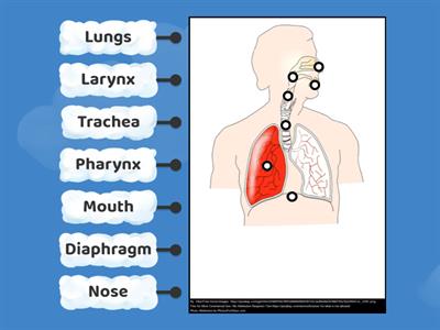 Respiratory Anatomy