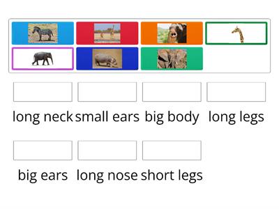 Animals body parts