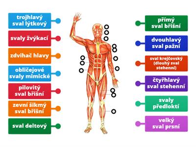 Př-9 SVALOVÁ SOUSTAVA (popis kosterních svalů)