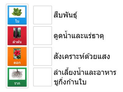 ส่วนประกอบของพืชดอก