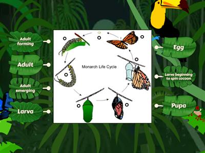 Butterfly Life Cycle Labeled Diagram (2nd Grade Science)