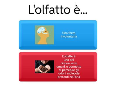 olfatto