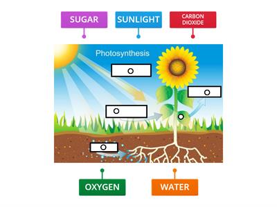 PHOTOSYNTHESIS