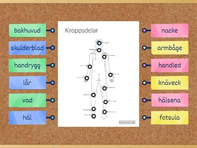 Kroppsdelar baksidan