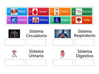 Clasificador final del Sistema de nuestro cuerpo 