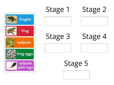 Frog Life Cycle