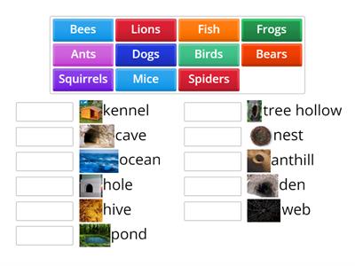 Where do animals live?