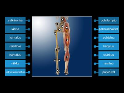 Anatomy 2. 