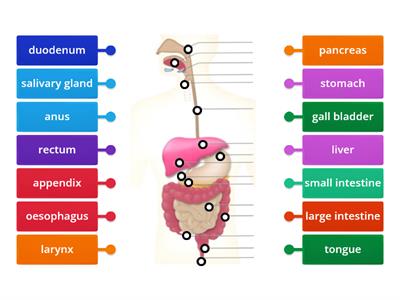 Digestive system ww