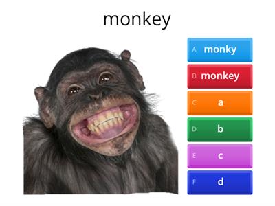 monkey