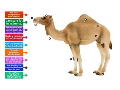 Adaptation - Camel