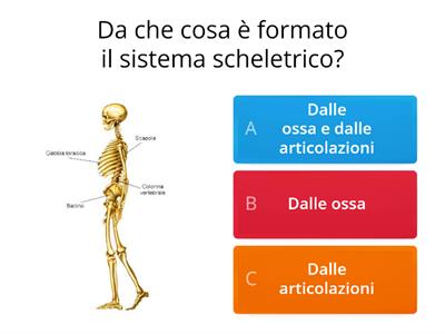 SCIENZE:IL SISTEMA SCHELETRICO