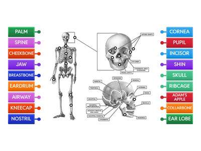 BODY PARTS