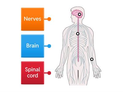 Parts of the Nervous System