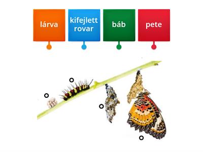 Melyek a lepke fejlődésének, a teljes átalakulásnak a szakaszai?