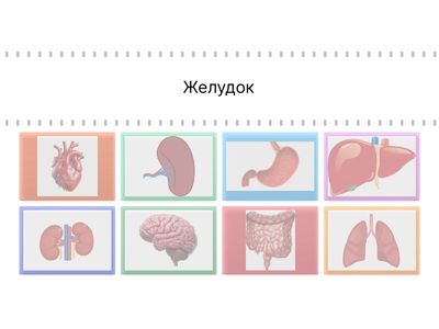 Внутренние органы человека