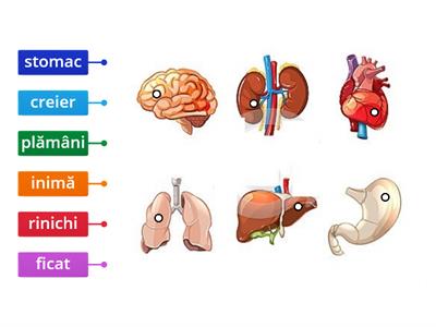 ORGANELE INTERNE ALE OMULUI