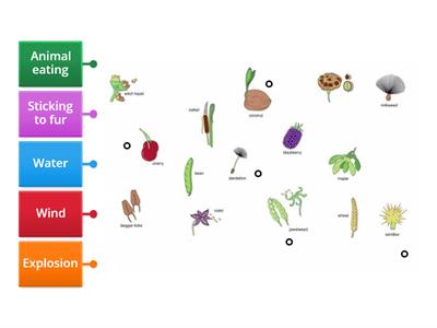 Seed dispersal