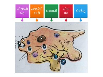 Std 7 sci. ch 2 પ્રાણીઓમાં પોષણ L. O. SC.7.09 પ્રક્રિયા અને  સજીવોની આકૃતિમાં નામનિર્દેશન કરે છે.