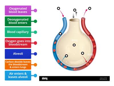 Gas Exchange in Alveoli