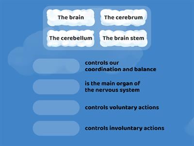 NERVOUS SYSTEM