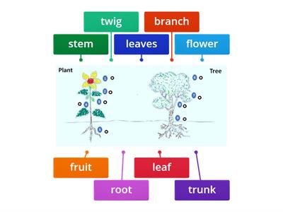 Plant life , WB EX. 1