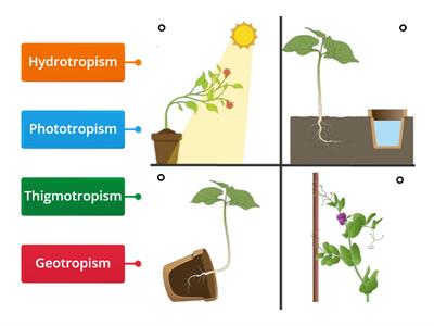 Plant Tropism