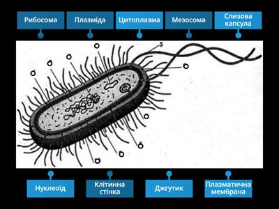 Будова клітини прокаріотів