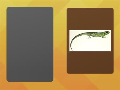  JUNIOR -1 OUTDOORS -flashcards