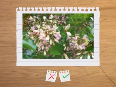 造園丙級識別圖卡1