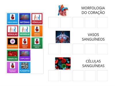 MORFOLOGIA DO CORAÇÃO / FUNÇÃO DAS CÉLULAS SANGUINEAS /VASOS SANGUÍNEOS