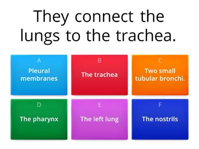 THE RESPIRATORY SYSTEM 3. GUESS THE RIGHT DEFINITION