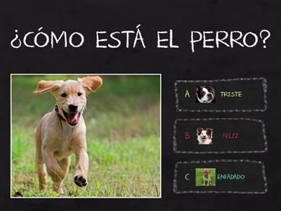  ANIMALES  EMOCIONES 