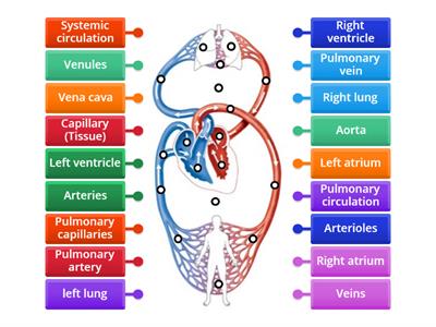  Cardiovascular system - Label the double circulatory system