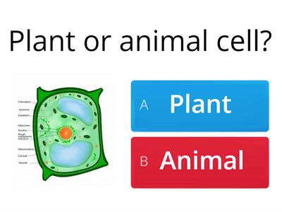 Specialised Cells Achilli