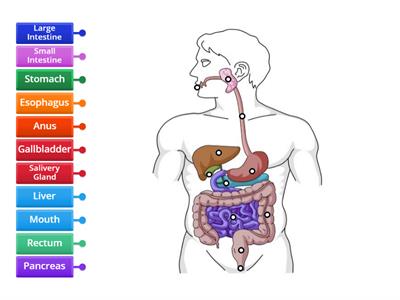 Label the digestive system