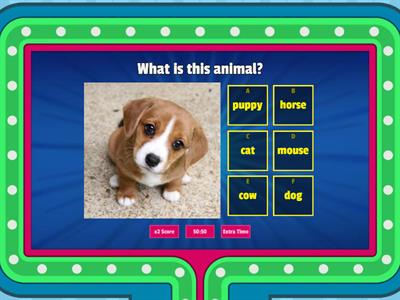 What is that animal?