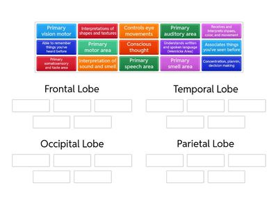  Lobes of the Cerebrum