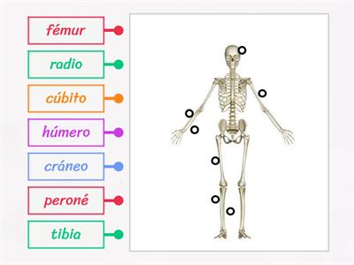 HUESOS DEL CUERPO HUMANO