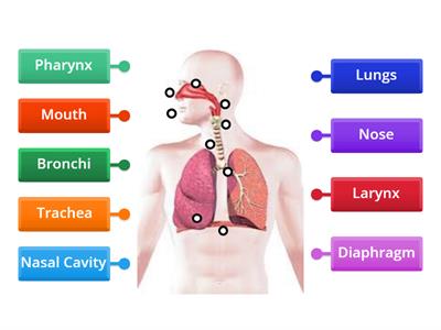 WMS Label the Respiratory System