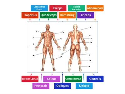 Muscle Identification 