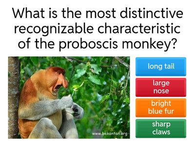 Soal Bahasa Inggris materi Bekantan