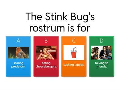 Stink Bug Quiz