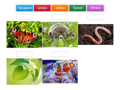 Дихання організмів