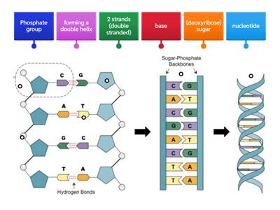 DNA Structure