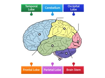 Parts of the Brain