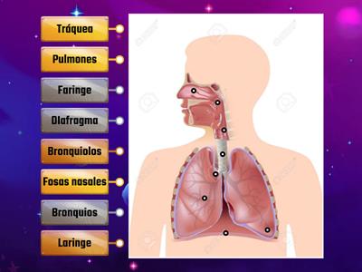 APARATO RESPIRATORIO