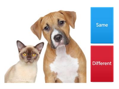 1-Same or Different?